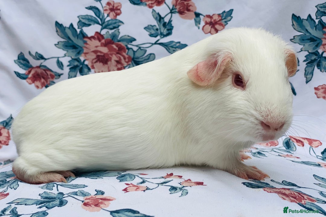 Guinea Pig rodents for sale: Pretty mix of baby boy Guineapigs  in Brighton - Image 2