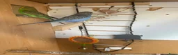 Budgerigars birds for sale: Lovely violet and green budgie - Advert 7