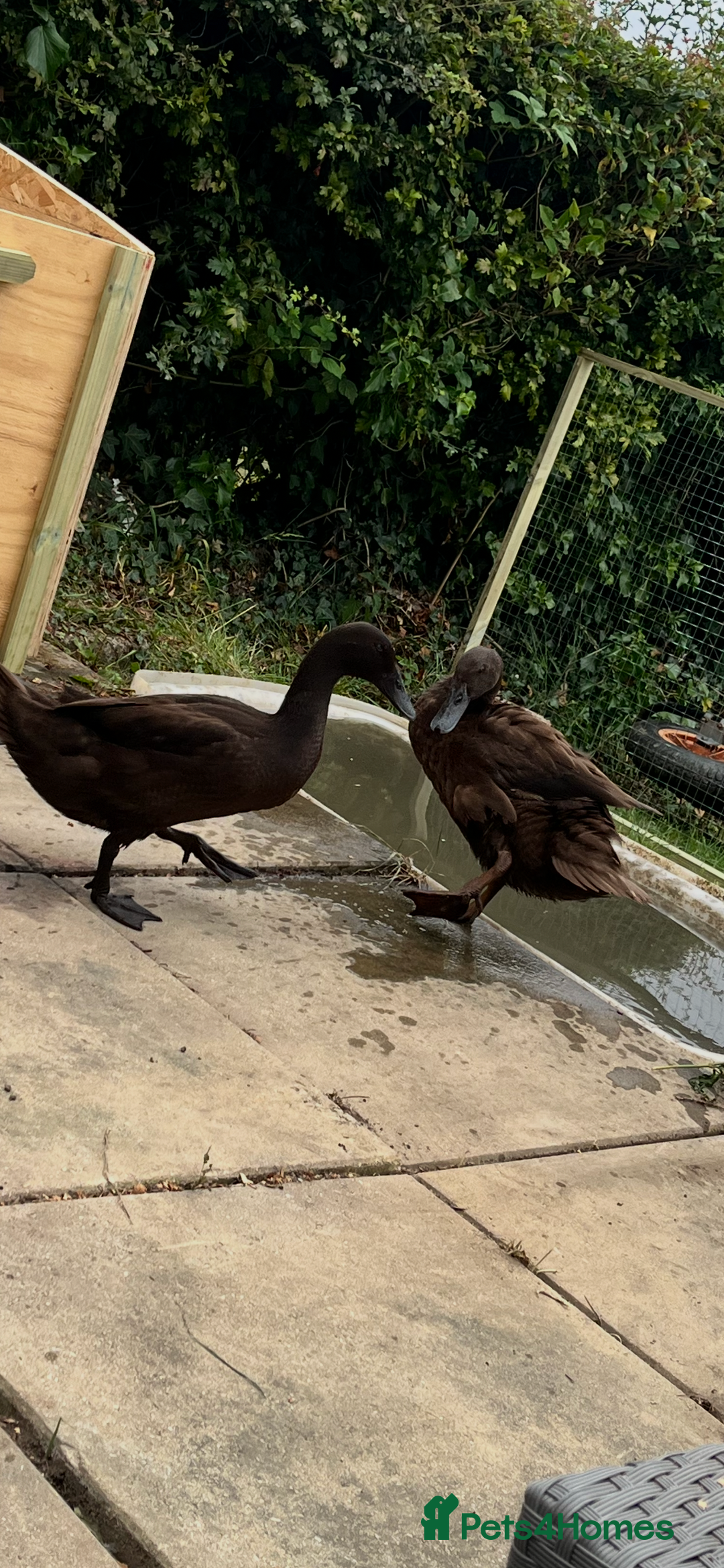 Ducks poultry for sale: Indian Runner Ducks  - Image 3