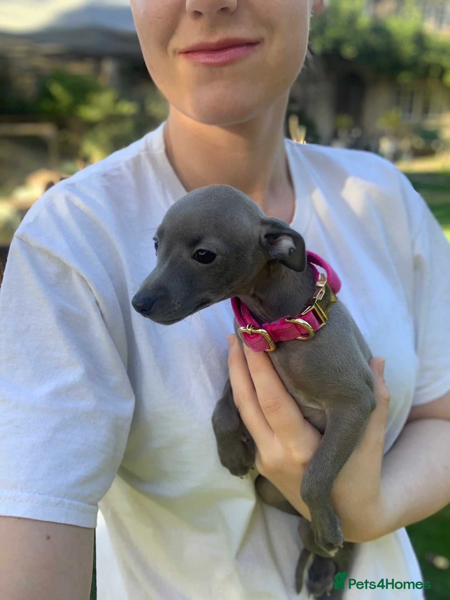 Italian Greyhound dogs KC Italian greyhound puppies European lineage - Advert 7
