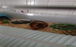 Guinea Pig rodents for sale: Two male guinea pigs needing good home - Image 6