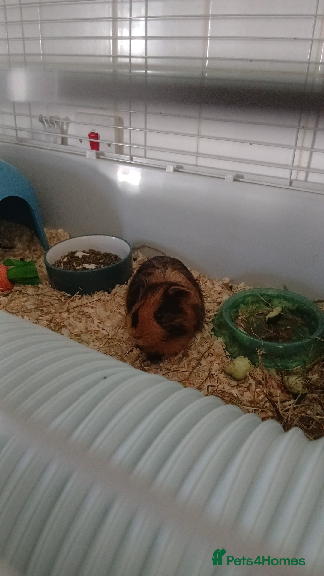 Guinea Pig rodents for sale: Two male guinea pigs needing good home - Image 6