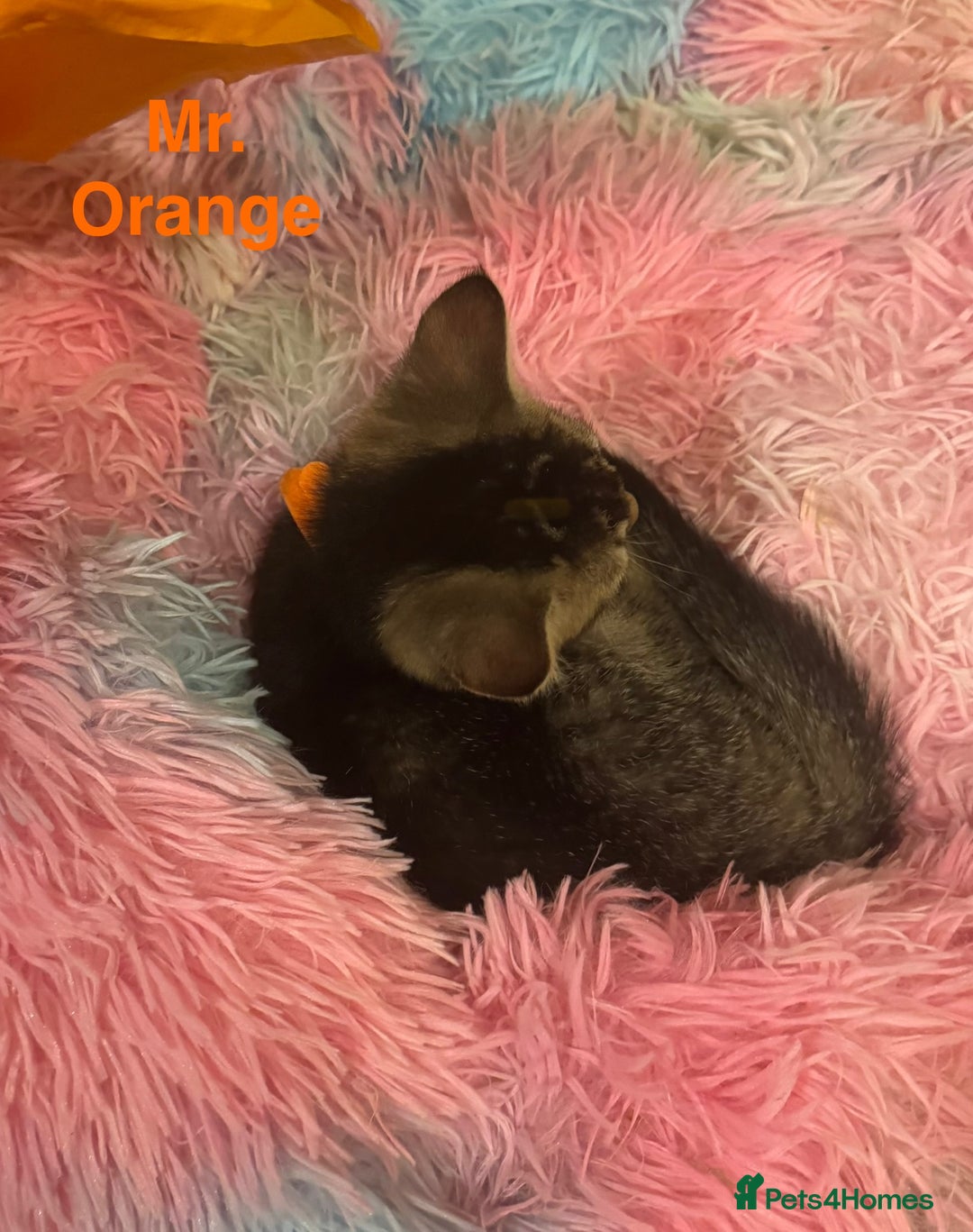 Domestic Shorthair cats for sale: Adorable Loving Kittens Looking for Forever Homes! - Advert 13