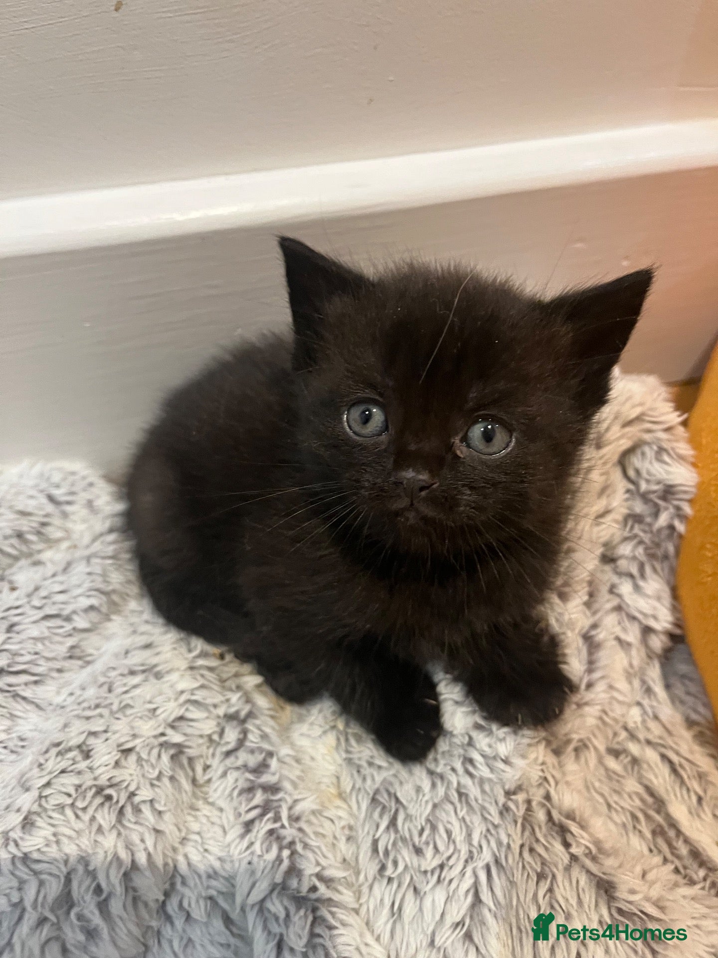 Mixed Breed cats for sale: British shorthair mix kittens - Advert 9