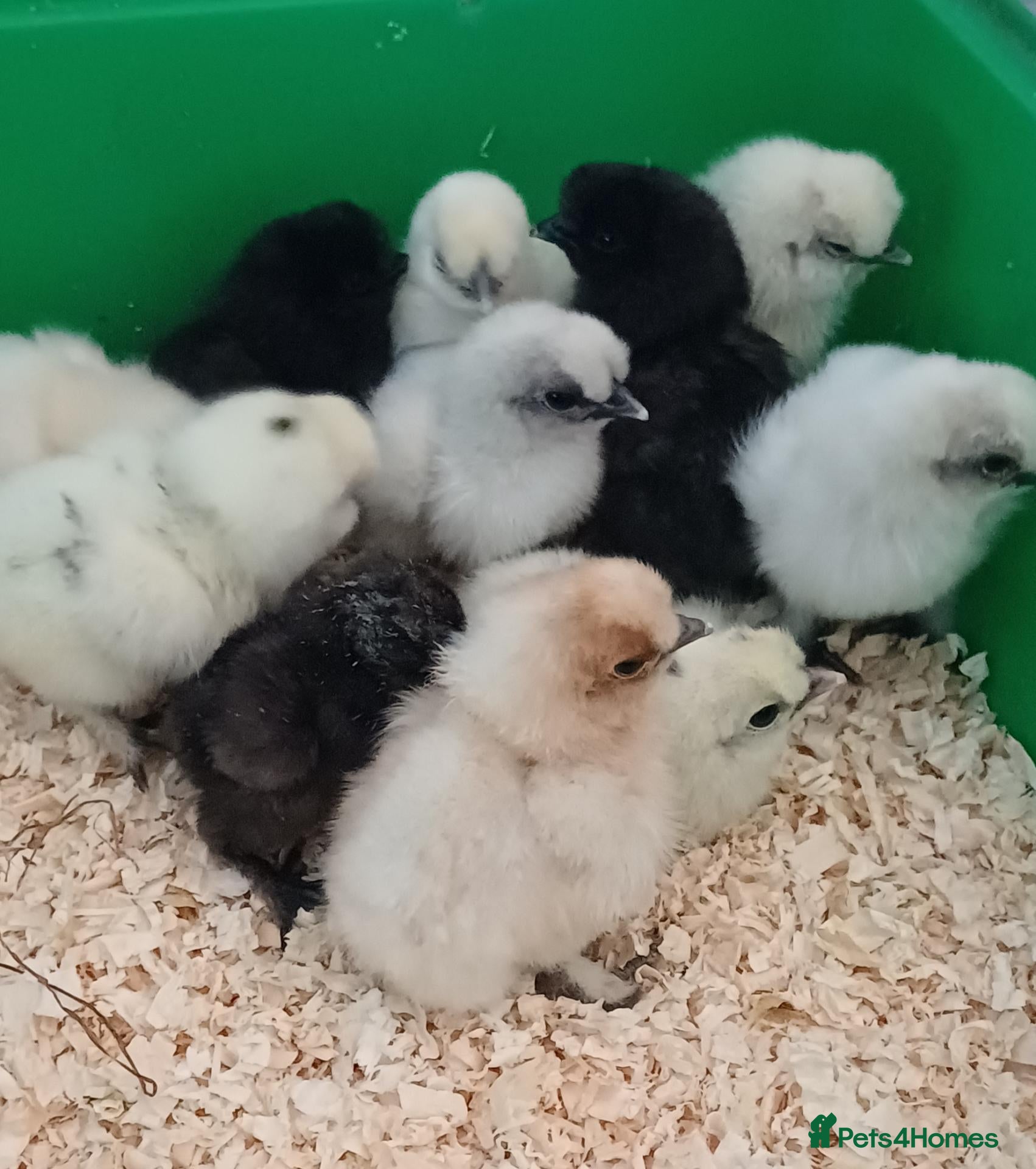 Chickens poultry Silkie chicks and hatching eggs! - Advert 2