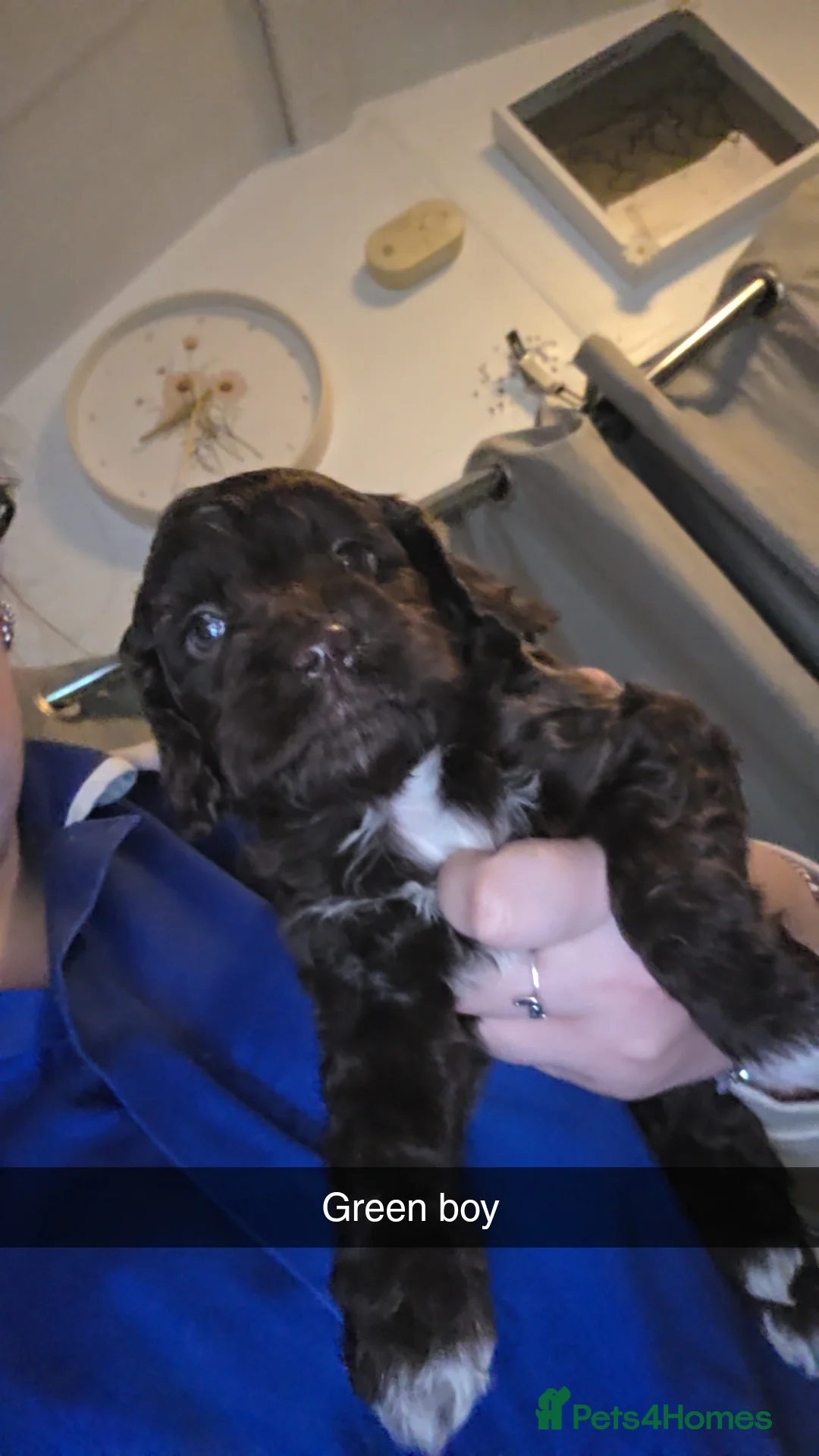 Cockapoo dogs for sale: Cockapoo puppies  - Advert 11