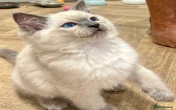 Ragdoll cats for sale: 💙🏆 1 x Beautiful Blue Ragdoll Boy Remaining 💙🏆 in Colwyn Bay - Image 3
