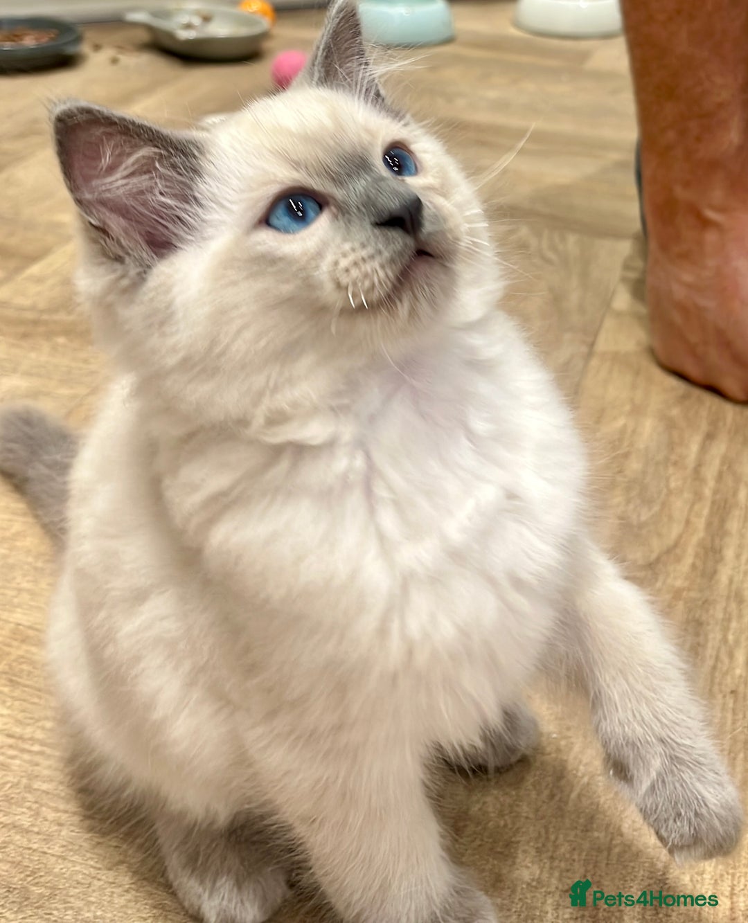 Ragdoll cats for sale: 💙🏆 1 x Beautiful Blue Ragdoll Boy Remaining 💙🏆 in Colwyn Bay - Image 3