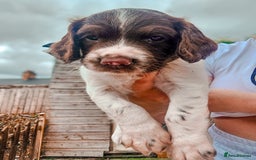 English Springer Spaniel dogs for sale: Ready now KC Reg Working Springer Spaniel Puppies - Image 17