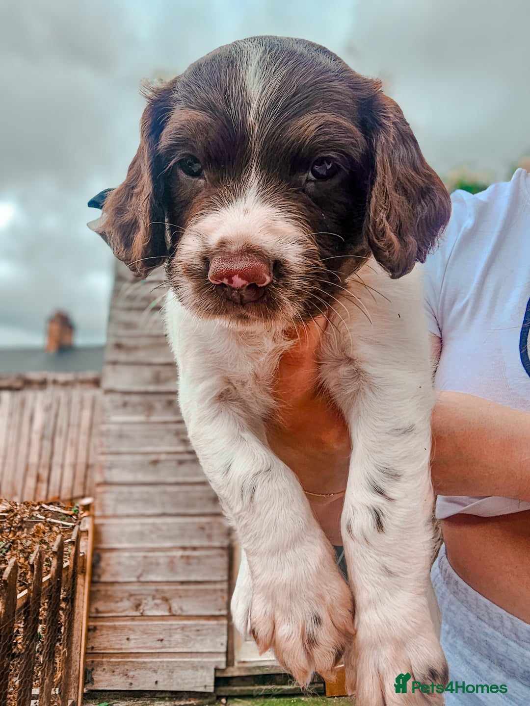 English Springer Spaniel dogs for sale: Ready now KC Reg Working Springer Spaniel Puppies - Image 17