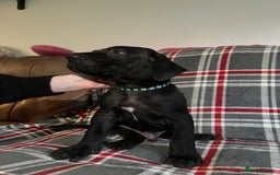 Great Dane dogs for sale: Great Dane puppies - Image 39