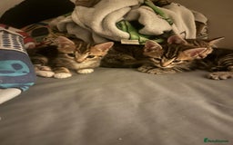 Mixed Breed cats for sale: Tabby Kittens - Image 4