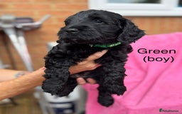 Cockapoo dogs for sale: Gorgeous Cockapoos for sale - Image 4