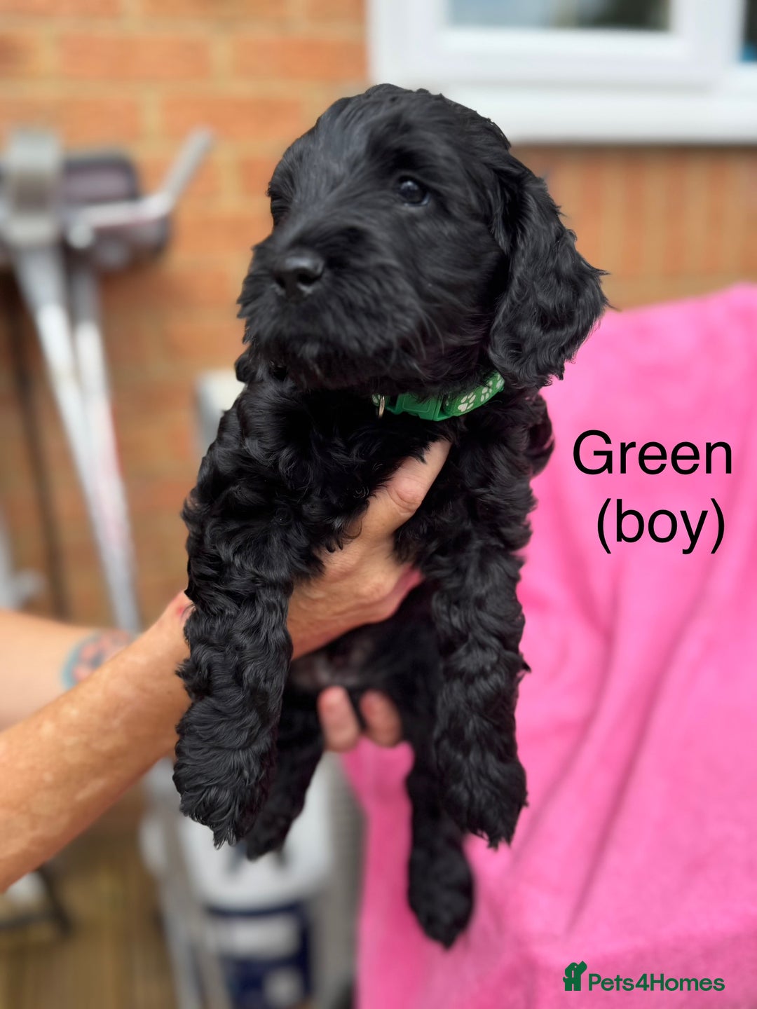 Cockapoo dogs for sale: Gorgeous Cockapoos for sale - Image 4