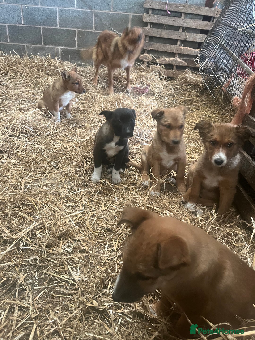 Border Collie dogs for sale: 5 border collie - Image 7