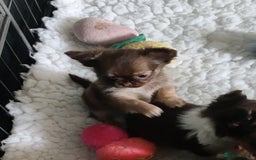 Chihuahua dogs for sale: Only one beautiful boy left,he's totally stunning  - Image 4