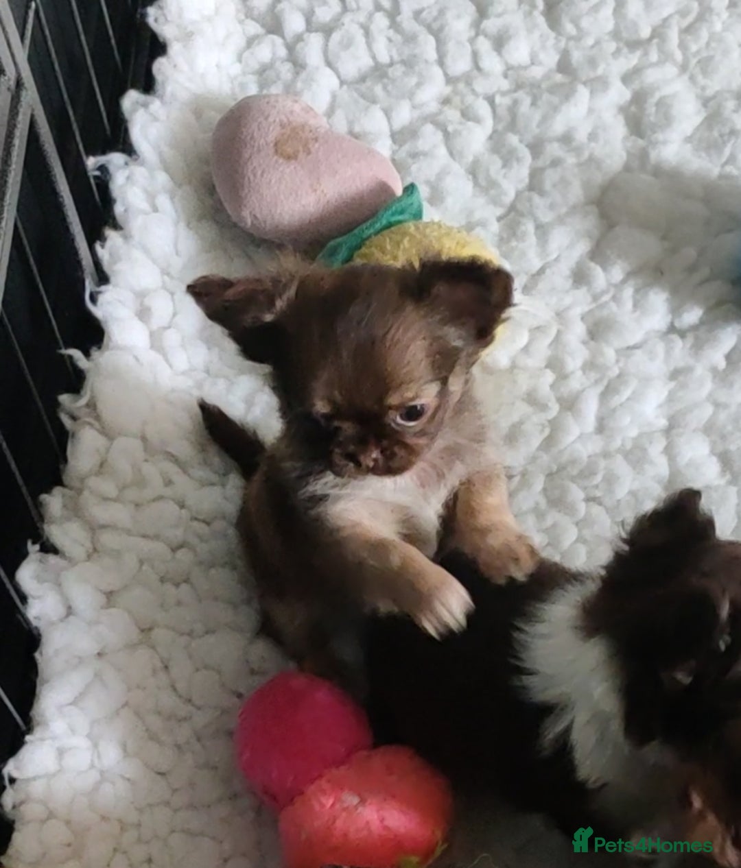 Chihuahua dogs for sale: Only one beautiful boy left,he's totally stunning  - Image 4