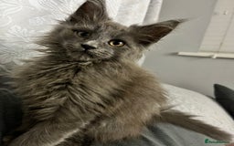Maine Coon cats for sale: Atlas (Smokey Blue/Grey Maine Coon  - Image 11