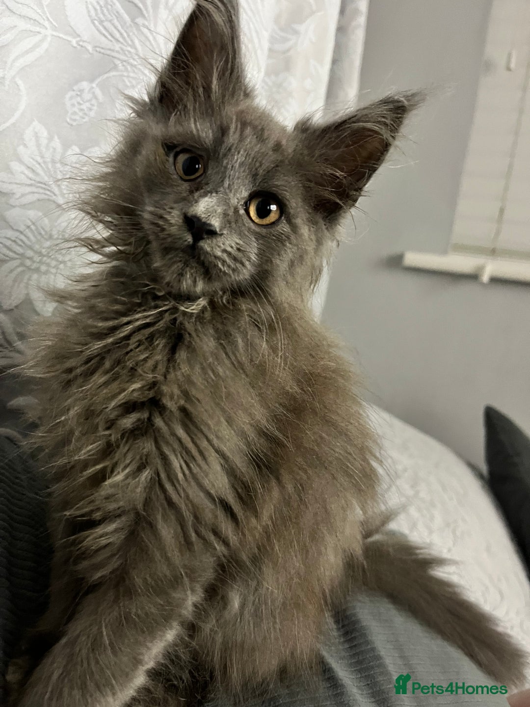 Maine Coon cats for sale: Atlas (Smokey Blue/Grey Maine Coon  - Image 11