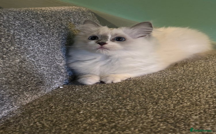 Ragdoll cats - Advert 1