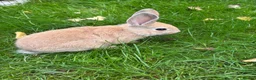 Mini Lop rabbits for sale: Mini lops ready to go - Advert 1