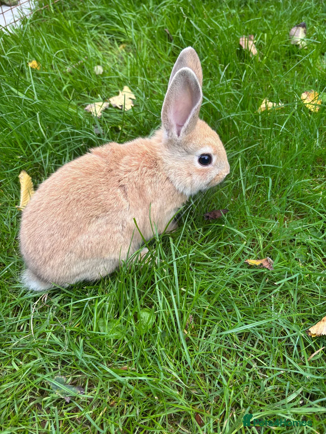 Mini Lop rabbits for sale: Mini lops ready to go - Advert 1