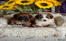 Saint Bernard dogs for sale: F1 st doodles puppies for sale - Image 8
