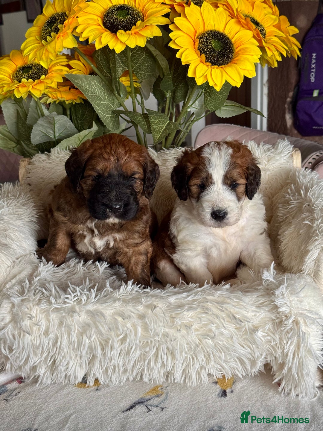 Saint Bernard dogs for sale: F1 st doodles puppies for sale - Image 8