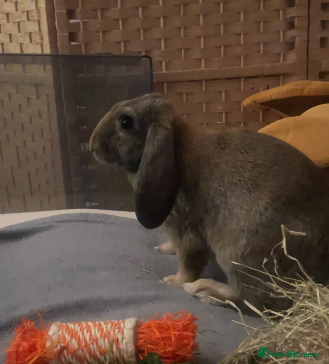 Mixed Breed rabbits for sale: Female bunny looking for a forever home  in Chelmsford - Advert 2