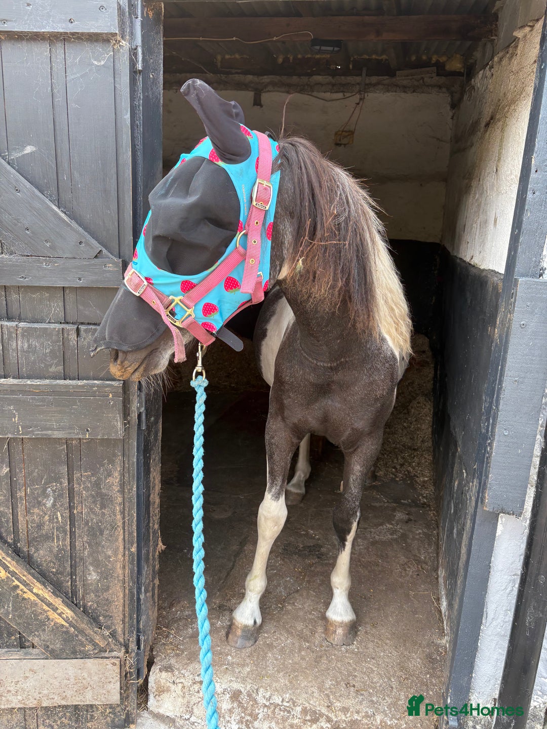 Dartmoor horses for sale: Rising 2 year old mare for sale  - Advert 8