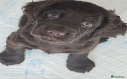 Cocker Spaniel dogs for sale: Working Cocker Spaniels - Image 26