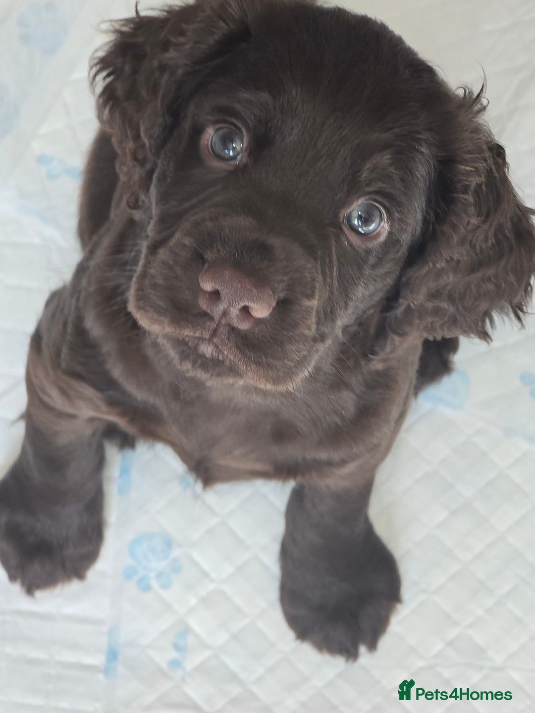 Cocker Spaniel dogs for sale: Working Cocker Spaniels - Image 26
