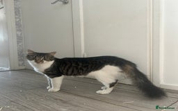 Mixed Breed cats for sale: Tabby female just over a year old sweetheart  - Image 4