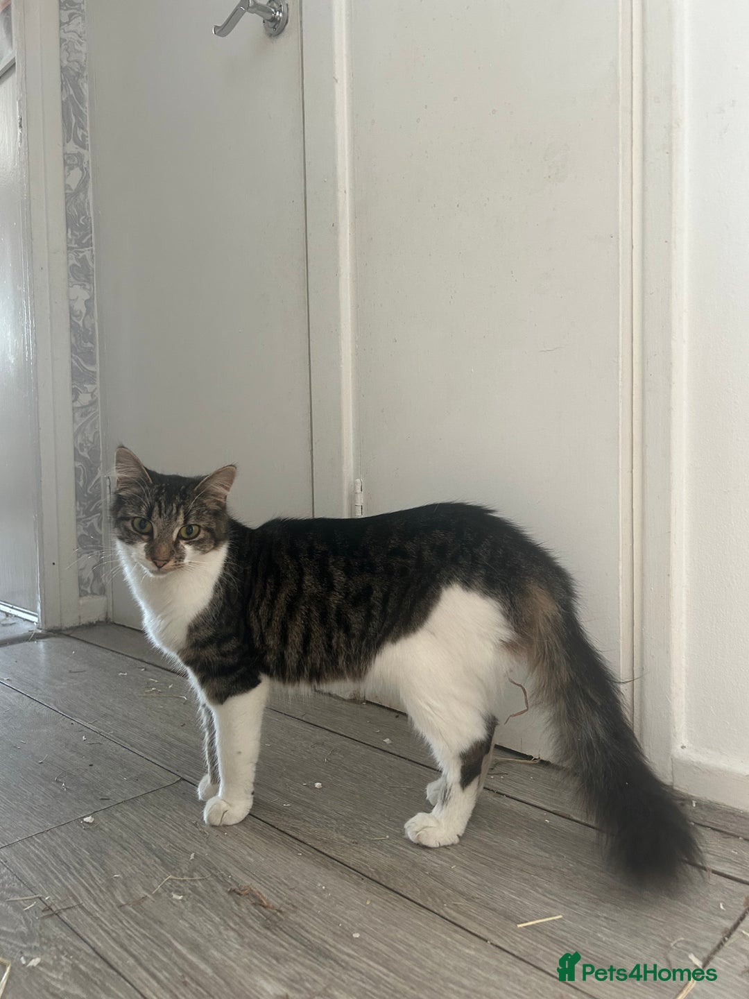 Mixed Breed cats for sale: Tabby female just over a year old sweetheart  - Image 4