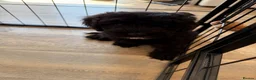 Australian Labradoodle dogs for sale: Multigenerational Australian Labradoodle puppies - Advert 6