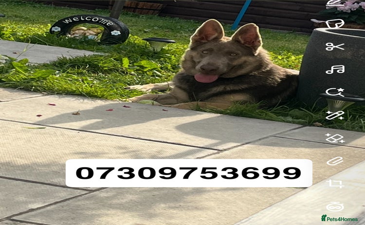 German Shepherd dogs German shepherd  - Advert 4