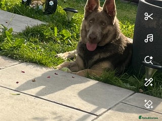 German Shepherd dogs German shepherd - Advert 2