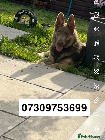 German Shepherd dogs German shepherd - Advert 4