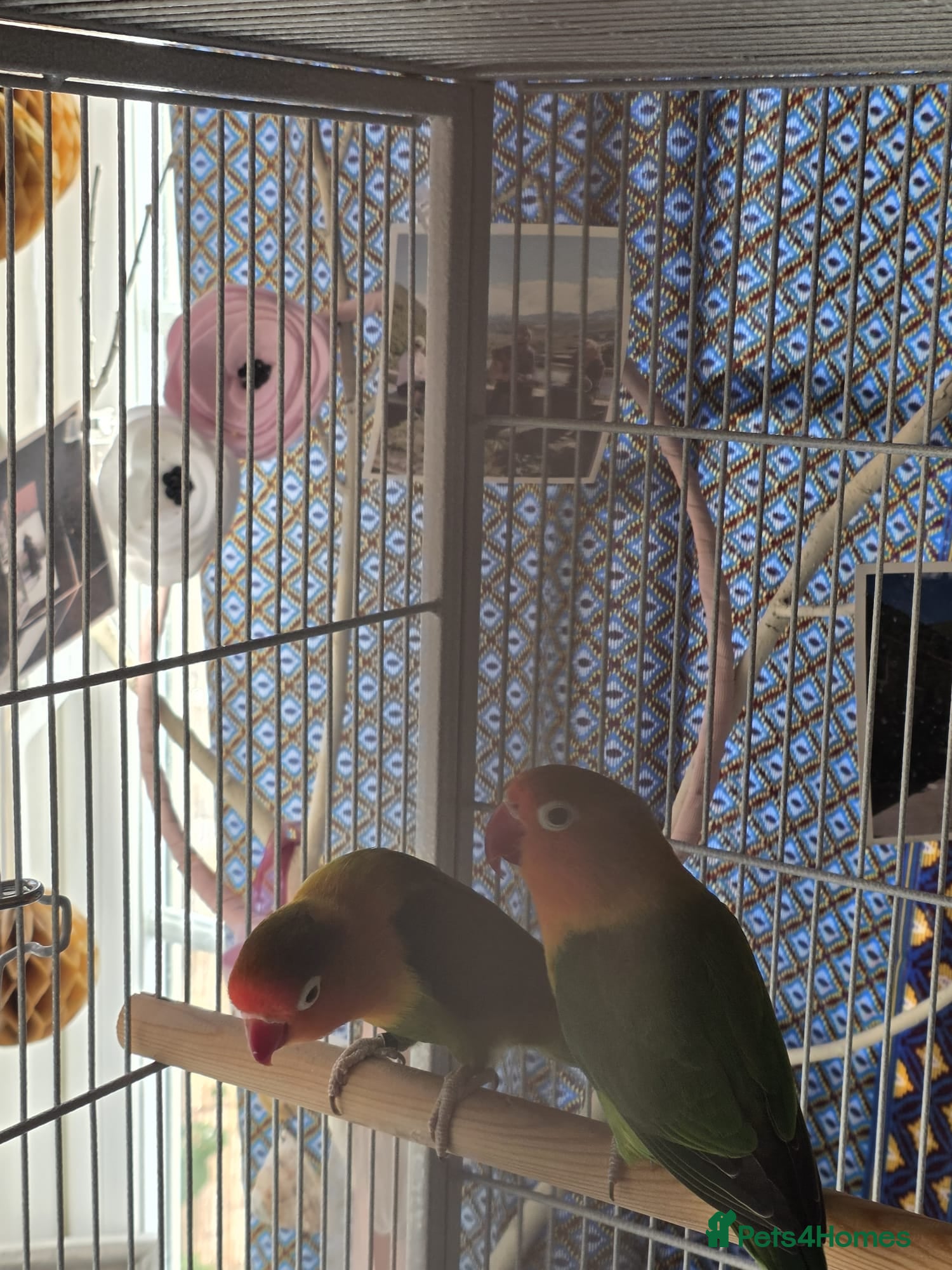 Lovebirds birds Peach face love birds  - Advert 2