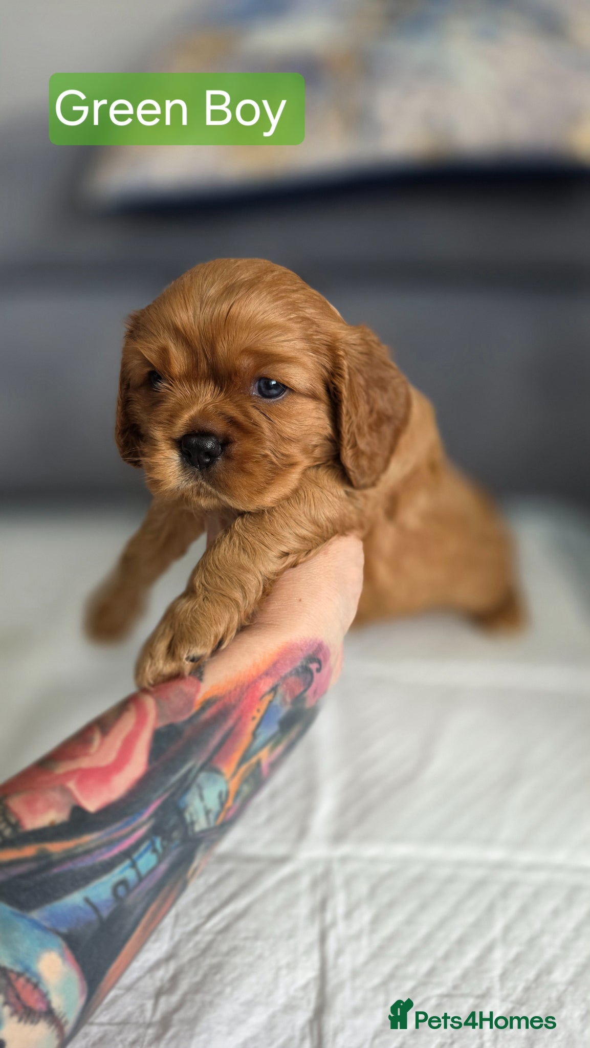 Cavalier King Charles Spaniel dogs for sale: Beautiful Cavalier King Charles Spaniel  in Nottingham - Advert 18