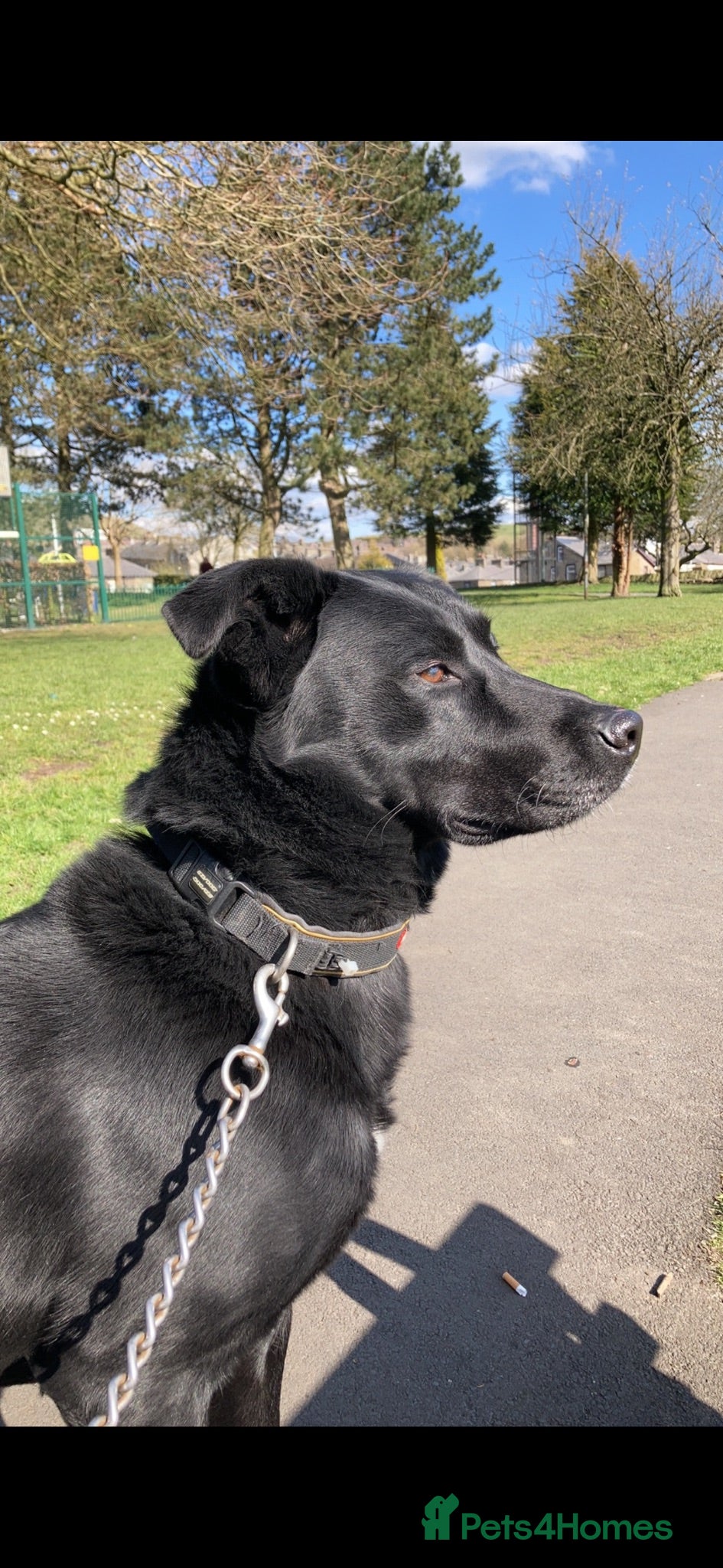 Mixed Breed dogs Free to a Loving home- 10 Year old Husky/Lab  - Advert 1