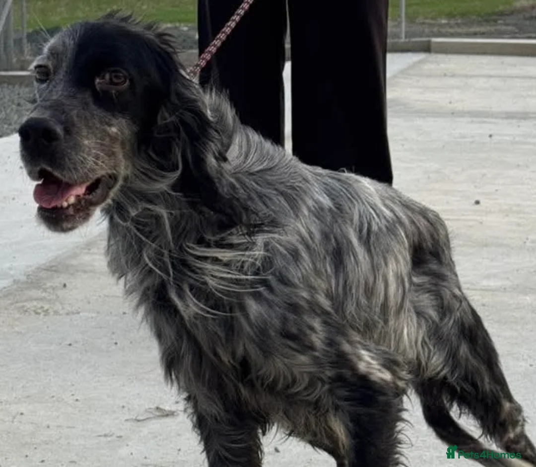 English Setter dogs for adoption: Enzo needs a loving home  - Advert 5