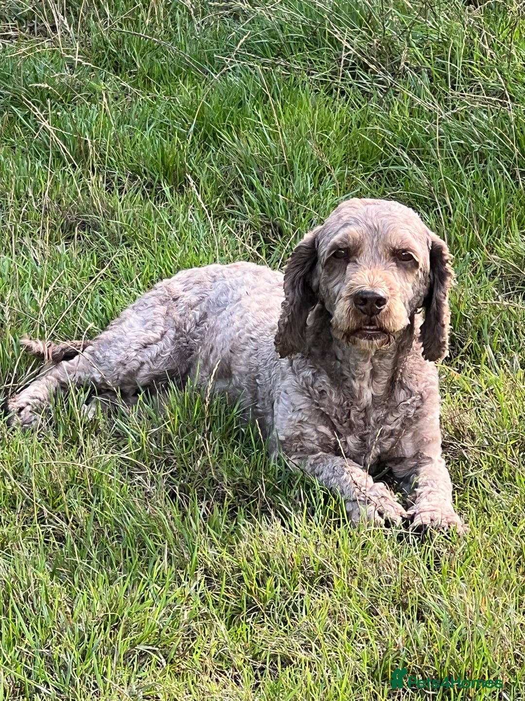 Cockapoo dogs for stud: OUTSTANDING CHOCOLATE F1 COCKAPOO FULLY DNA TESTED in Radstock - Image 11