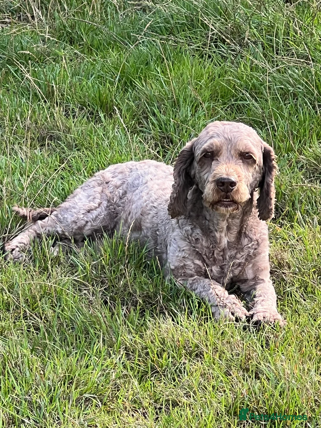 Cockapoo dogs for stud: OUTSTANDING CHOCOLATE F1 COCKAPOO FULLY DNA TESTED in Radstock - Advert 13