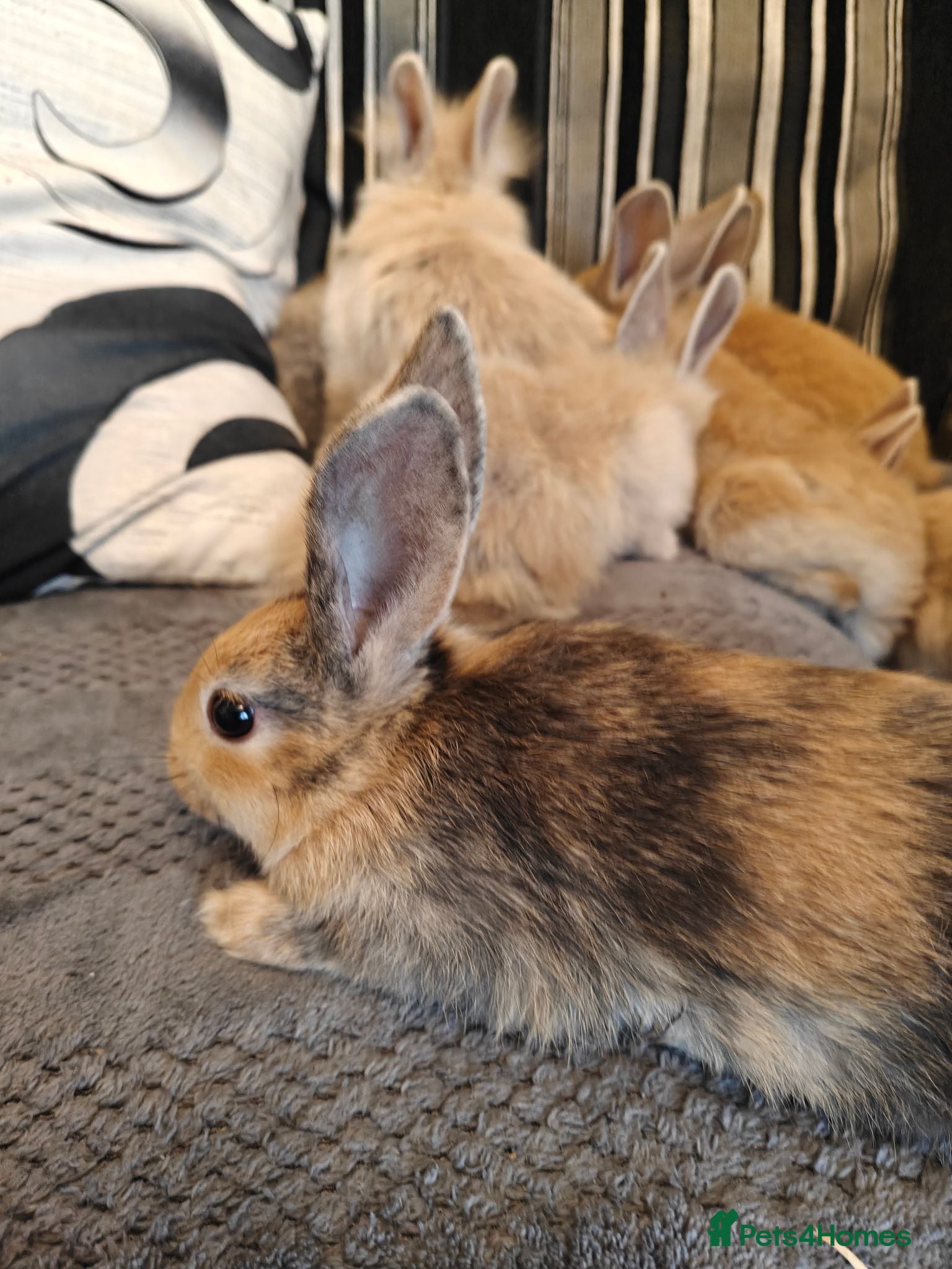 Mixed Breed rabbits Baby rabbits  - Advert 1