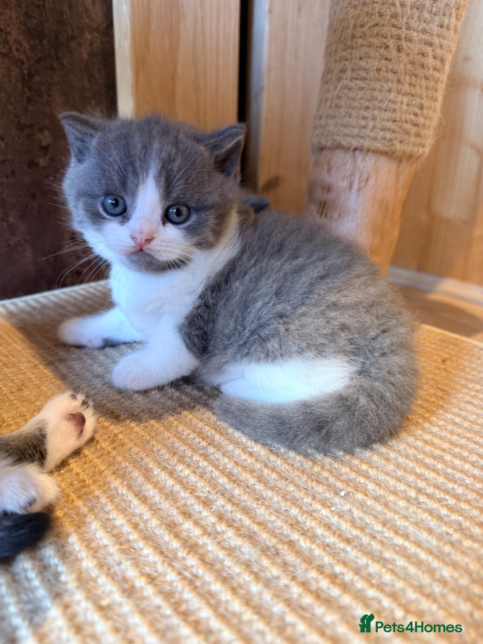 British Shorthair cats 3 British shorthair kittens - Advert 1