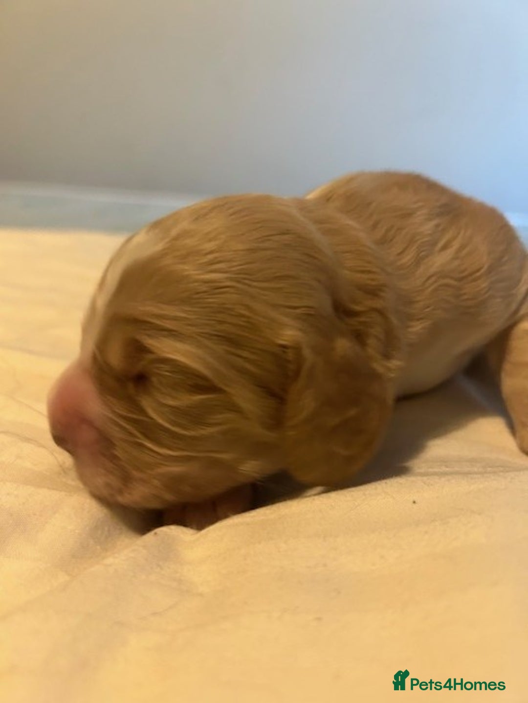 Cocker Spaniel dogs for sale: Working cocker spaniels for sale - Advert 8