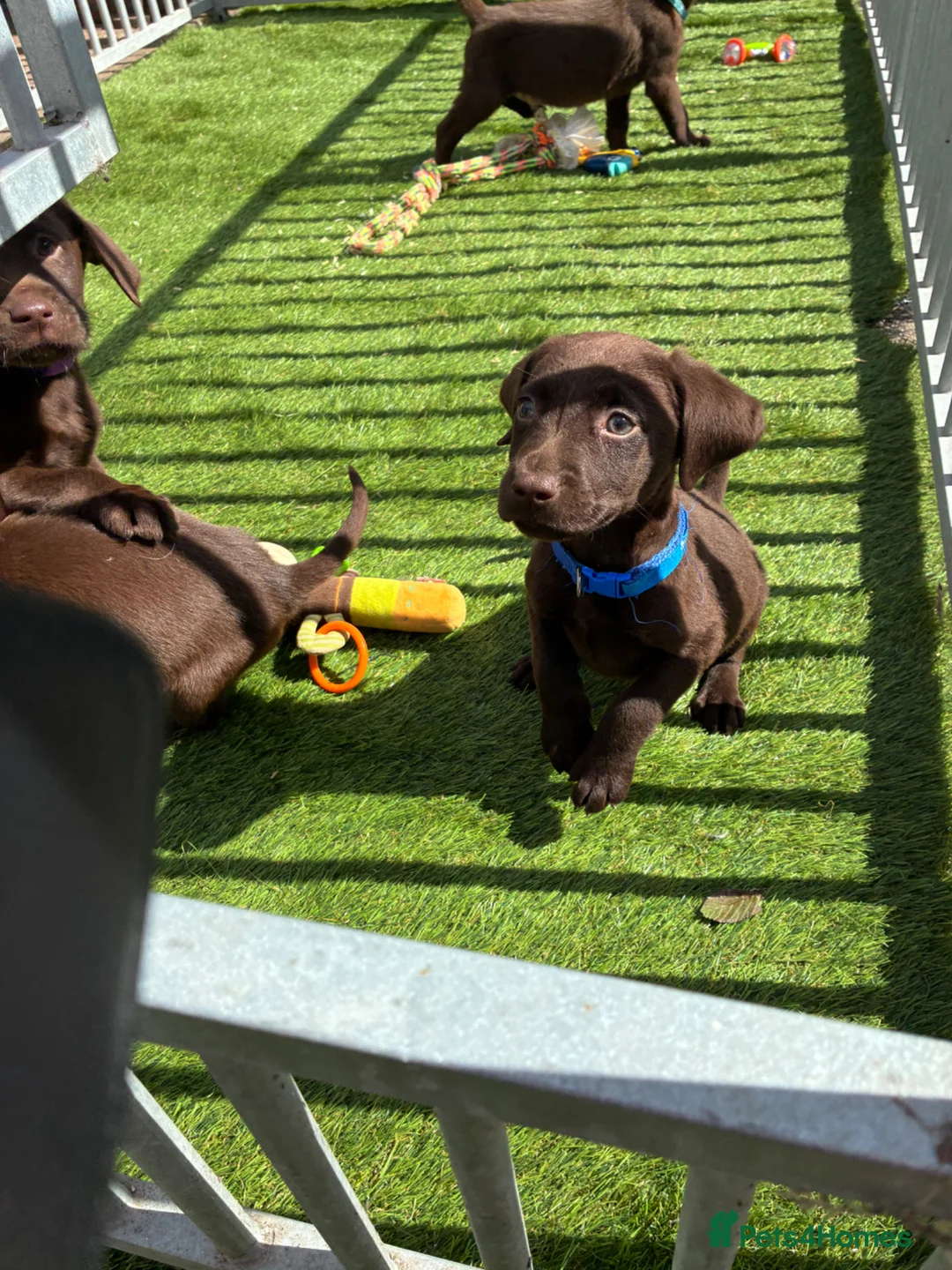 Labrador Retriever dogs for sale: Ready now chocolate Labradors  - Advert 2