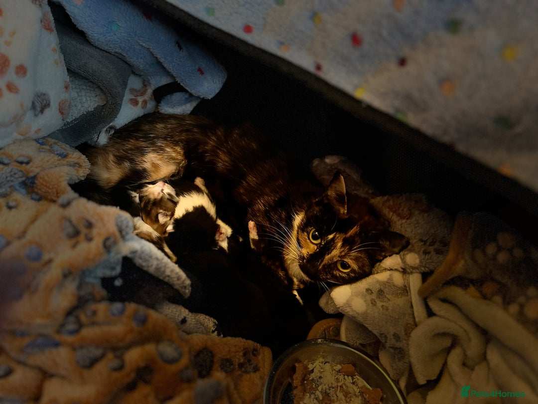 Mixed Breed cats for adoption: Rescue kittens looking for perfect homes - Advert 7