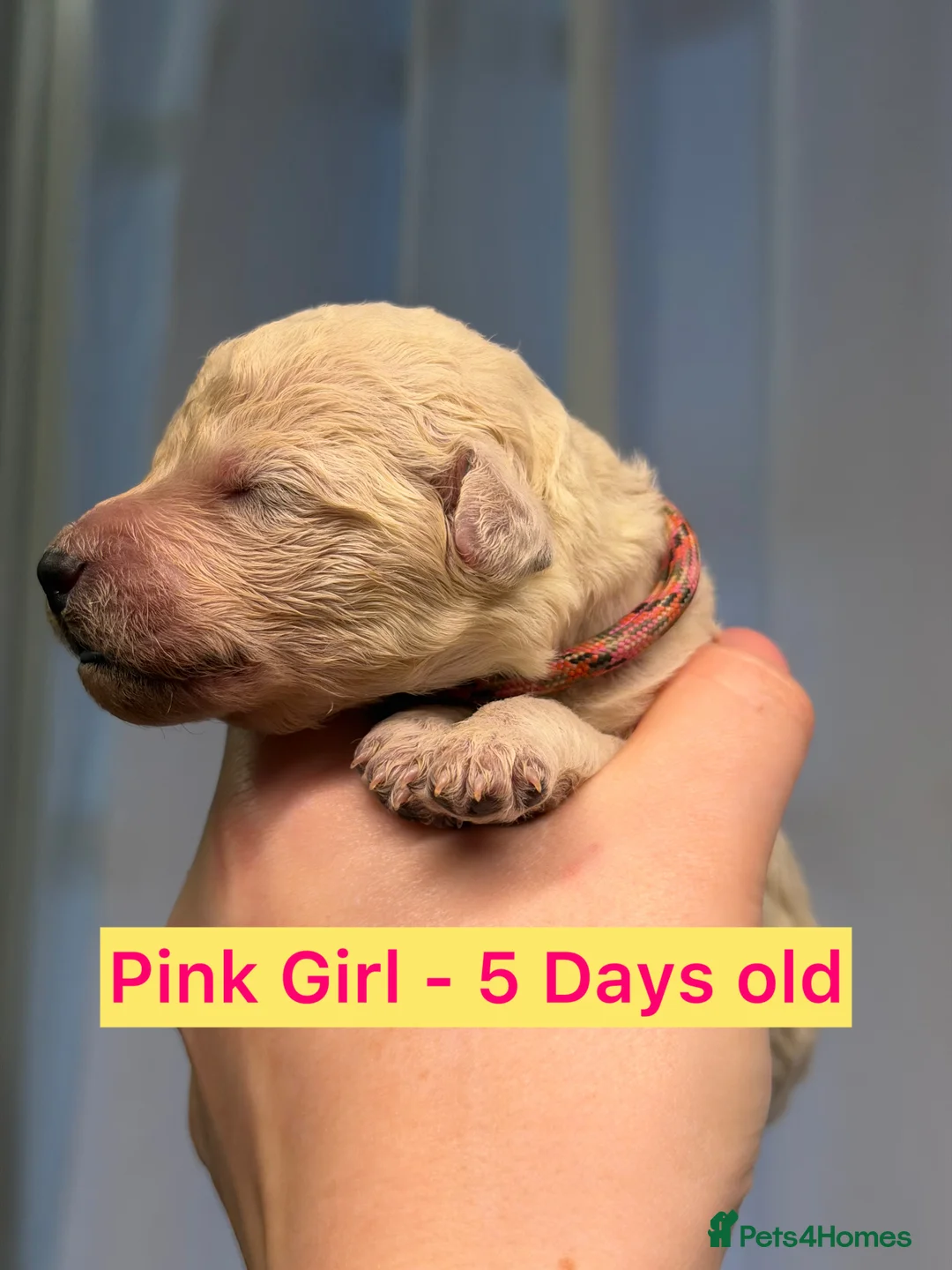 Standard Poodle dogs for sale: KC Reg, Fully Health Tested Standard Poodles  - Advert 11